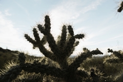 landscape-cactus